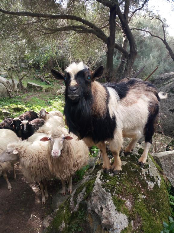 Turismo Rurale L'Agliuledda Villa Sant'Antonio di Gallura Bagian luar foto